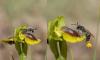 Andrena sp.